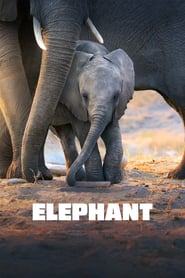 Elephant / სპილო