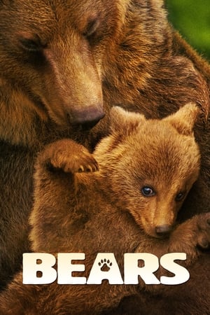 Bears / დათვები